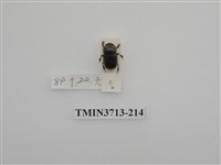 藏品(金龜子科)的圖片